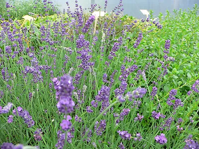 Lavender English Angustifolia Munstead Aromatic Scented Bee Plant 9cm & 17cm Pot • £13.85