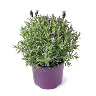 Lavender Plants - 'Fathead' - 1 X Full Plant In A 1 Litre Pot • £14.95