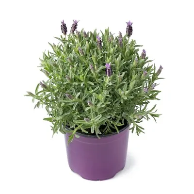 Lavender Plants - 'Fathead' - 3 X Full Plants In 9cm Pots • £22.95