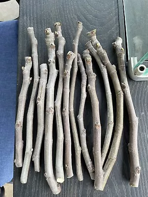 Live Celeste Fig Tree Cuttings - 10 Pack • $55