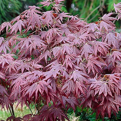 Acer Palmatum 'Atropurpureum' | Japanese Maple Deciduous Garden Plant In Pot • £12.99