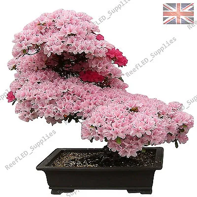 £2.99 • Buy RARE Cherry Blossom Bonsai, Japanese Sakura Tree - 10 Viable Seeds - UK Seller