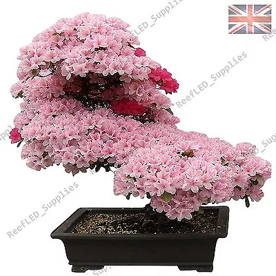 £2.99 • Buy RARE Cherry Blossom Bonsai, Japanese Sakura Tree - 10 Viable Seeds - UK Seller