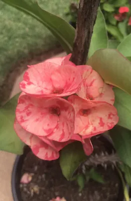 Euphorbia Milii - Crown Of Thorns - Succulent Variegated Large Flower 1 Cutting • $22.95