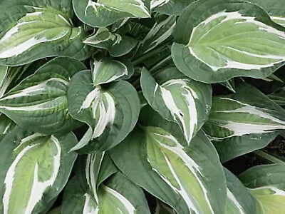 £13 • Buy Hosta Snake Eyes ( Second Year Plants Sent Out Ex Pots)
