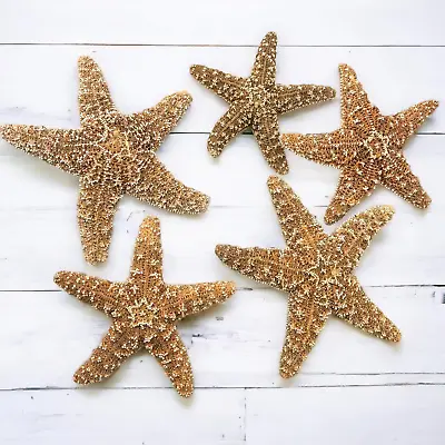 Sugar Starfish 4  - 6  Inch Large Starfish Sea Star Starfish Decor Aquarium • $35.73