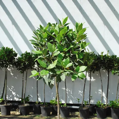 £134.99 • Buy T&M Standard Bay Tree Laurus Nobilis Bay Laurel 25cm Potted Plants