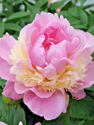 Peony Sorbet Pink Cream Double Flower Perennial Fragrant Garden Bare Root Plant • £12.95