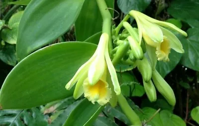 Vanilla Bean Orchid Live Plant 12 Inches Fresh Cutting (3 Leaf Minimum) • $24.95