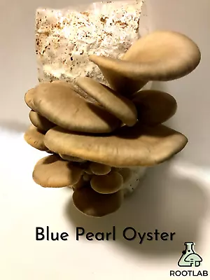 Blue Pearl Oyster Grain Spawn 1kg Mushroom Mycelium Fully Colonised - Rootlab • $40