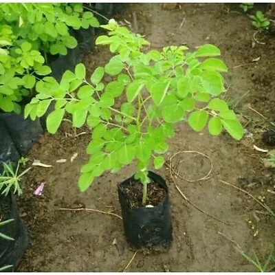 1 Moringa Oleifera Seedling Live Starter Plant  USA • $55