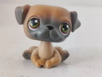 2004 Hasbro LPS Littlest Pet Shop Brown Tan Pug #02 Free Shipping Worldwide  • £10.99