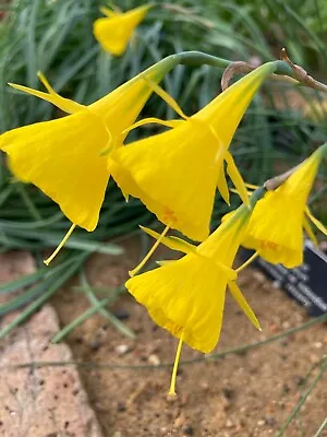 30 X Narcissus Bulbocodium 'Yellow  Hoop Petticoat' Bulbs (Free Postage UK) • £18.50