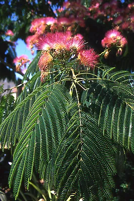 Albizia Julibrissin COLD HARDY MIMOSA TREE Seeds! • $4.99