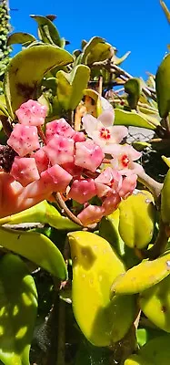 Hoya Carnosa Live Plant~Variegated Tricolor Hoya Krimson Princess 4-6   • $2.99