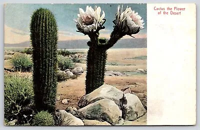 California~Organ Pipe Cactus~White Flower Plant Of The Desert~Scenic~1907 Rieder • $8