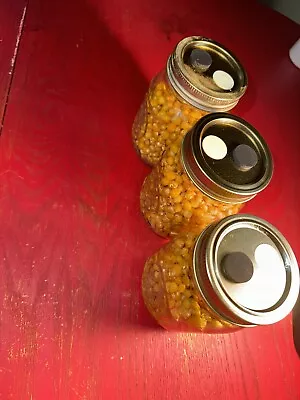 Pre Sterilized Mushroom Grow Jars For All Types Fast Colonizing Popcorn • $29.99
