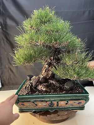 Japanese Black Pine Bonsai Tree.  Outdoor Evergreen. • $3950