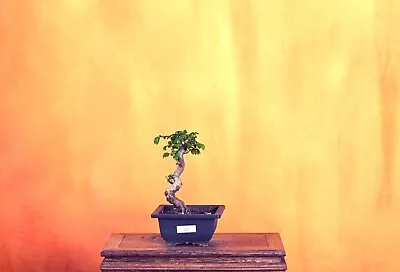 Outdoor Live Chinese Elm Bonsai Tree W/ Pot • $80