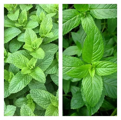 Mint Seeds 1000++ Peppermint + Spearmint Mixed Herb NON-GMO Heirloom Vegetable ! • $1.99