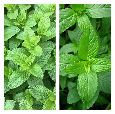 Mixed Mint Seeds 500++ Peppermint + Spearmint  Herb NON-GMO Heirloom Vegetable ! • $1.99