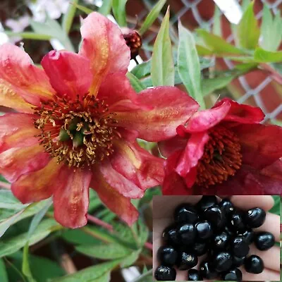 £3 • Buy Paeonia Delavayi V 'Orange' Flower Fresh X 10 Seeds Tree Peony/Shrub Exotic 