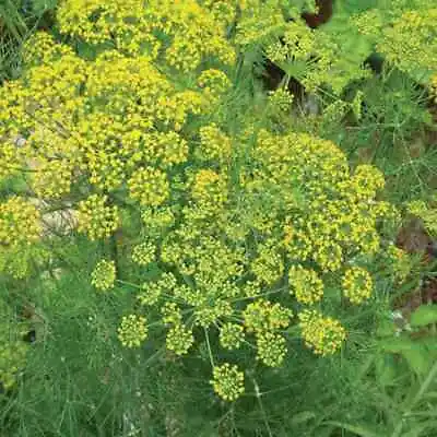 Mammoth Dill Seeds | Heirloom - Non-GMO | Free Shipping | Herb Seeds | 1145 • $1.99