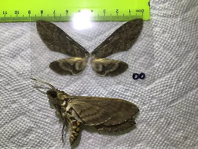 LPSP  00  A+/ A  X2   BOGO  Manduca Diffissa  Sphingidae  Moths • $1