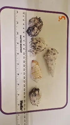 Hermit Crab Shells  WYSIWYG * Marine Aquarium* *Reef Safe*  XLarge Mixed Shells • £6