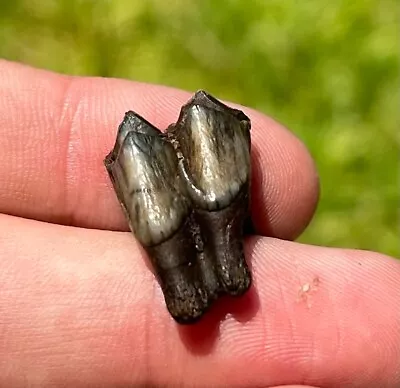 Florida Fossil Deer Tooth Odocoileus Virginianus Pleistocene Mammoth Age Mammal • $7.99