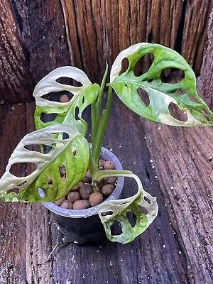 Premium Monstera Adansonii  Japanese Tri Colour Est Plant Highly Variegated • $10.50