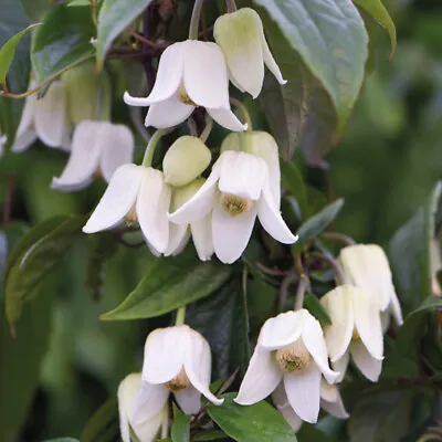 £9.99 • Buy T&M Clematis Climbing Winter Beauty Flower Plant Hardy Perennial 7cm Or 2L Pots