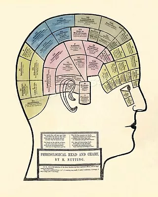 1857 Phrenology Nutting Head Chart Poster Medical Print - 16x20 • $13.95