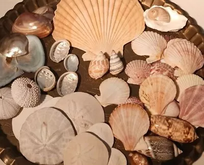 Lot Of Sea Shells Polished Shells Scallop Sand Dollars Colorful Variety  • $20