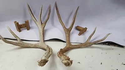 Cool 6x5 MULE DEER SHEDS Antlers Whitetail Elk Sheds Taxidermy Mount • $185