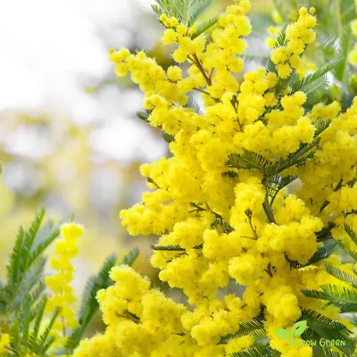 5 Mimosa Seeds - ACACIA DEALBATA - Wattle + GIFT 5 Seeds Of Sunflower • £2.89