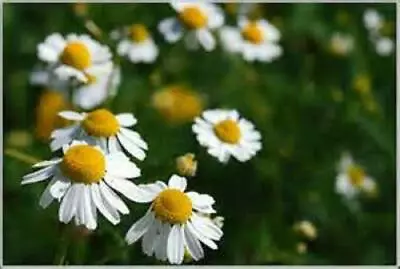 Herb Chamomile Matricaria Recuita (german) 2.5 Gram ~ 30000 Seeds • £2.39