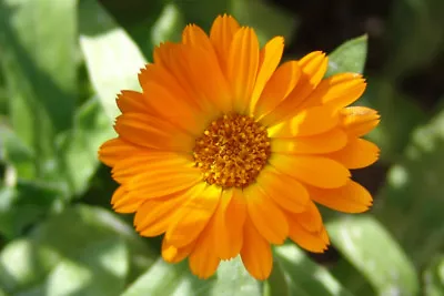 Marigold Seeds - Calendula Officinalis - Pot English Marigold  • £2.49