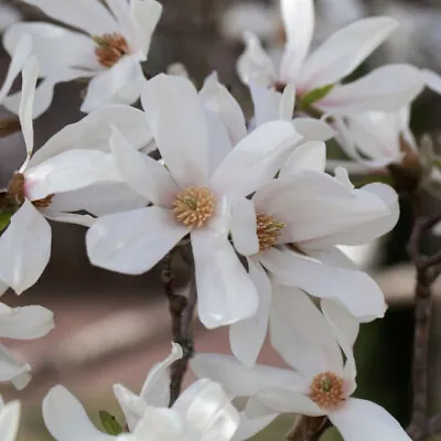 Magnolia 'Kobus' In 3L Pot Beautiful Fragrant White Flowers • £25.99