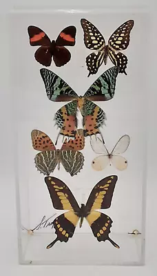 6 BUTTERFLIES MOUNTED IN SEALED DISPLAY CASE Signed By Sam Trophia • $165