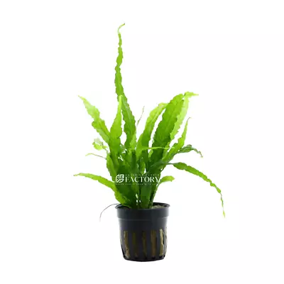 Java Fern Alligator | Aquarium Plants Factory® • $14.99