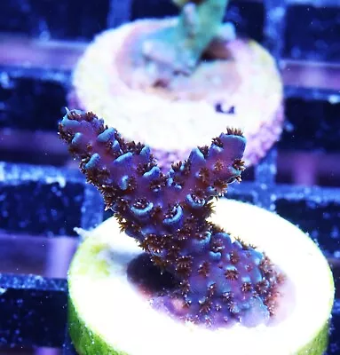 Sapphire Millepora Acropora Zoanthids Paly Zoa SPS LPS Corals WYSIWYG • $8.50