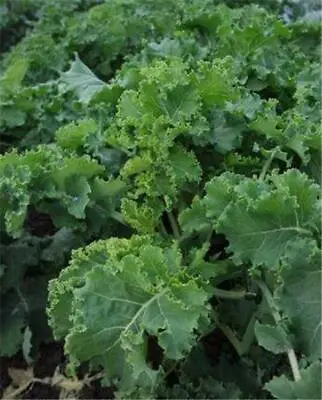 Organic Kale Pentland Brigg HP Rare Lasting Years Perennial 25 Seed Sow Feb-Jul • £3.98
