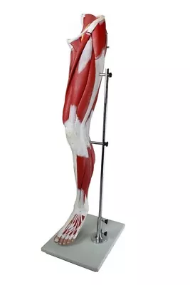 Human Anatomy Leg Muscle Model Muscles Arteries Veins 13 Parts Life Size • $400