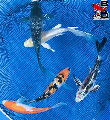 (5) 5-6  BUTTERFLY FIN LOT Live Koi Fish Garden Pond OE3 • $89.99