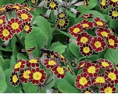 £1.85 • Buy Flower - Polyanthus (Primula) - Victoriana Gold Lace - 20 Seeds