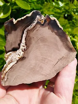 Mcdermitt Nevada Polished Petrified Wood Limb Ring Gray Black Agate Bark 1.5+lb! • $36