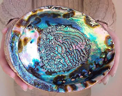 Abalone Shell Polished   Paua Rainbow LG Sea Green Blue Beach House Zealand Smu • $24.98