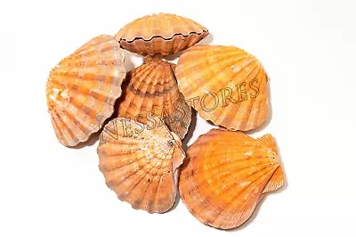 $61.25 • Buy Orange Lion Paw Scallop Nautical Dish Sea Shell 5 - 5 1/2  (6 Pair)  #JC-028