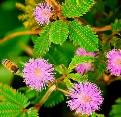 Sensitive Plant Mimosa Pudica Sleepy Bush Fern Bonsai Powder Puff Seed 20 Seeds • $3.65